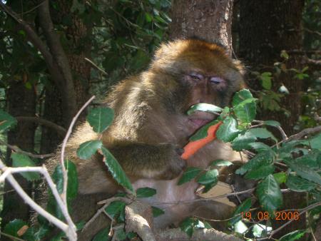 SINGE SUR LES BRANCHES